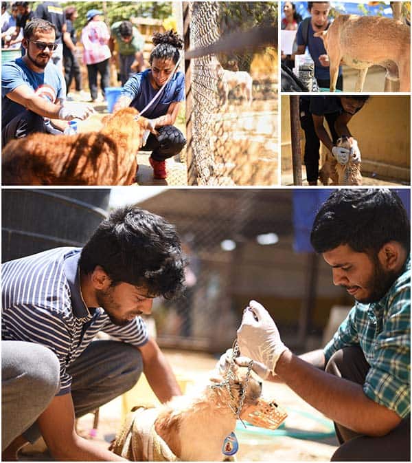 dogs of all breeds at this animal shelter in Bangalore