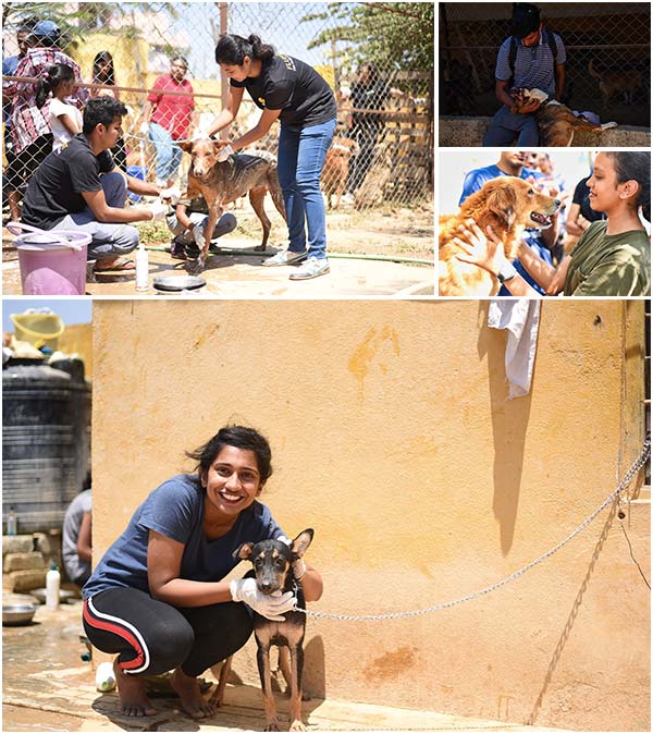 Washing over a hundred dogs at this animal shelter in Bangalore