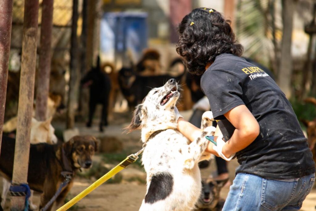 LML Volunteer at dog shelter